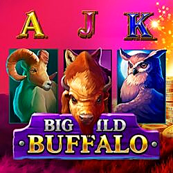 Big Wild Buffalo