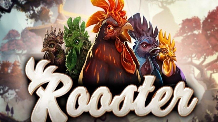 Rooster