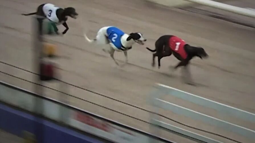Игра Greyhound Racing