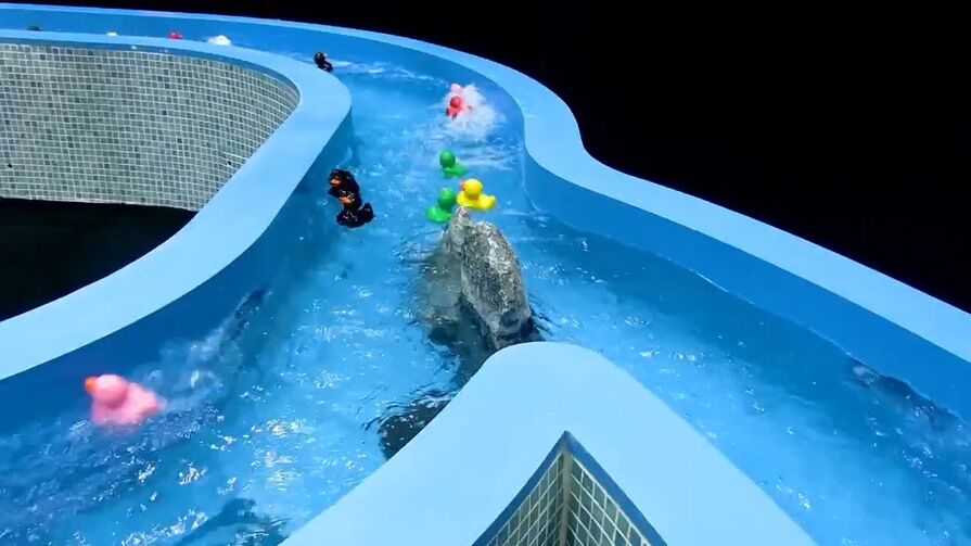 Игра Duck River